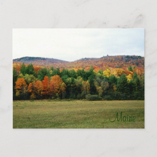 Maine Foliage Postcard (Front)