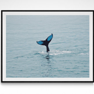 Maine Humpback Whale Tail  Poster