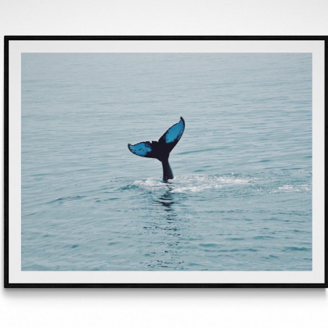 Maine Humpback Whale Tail  Poster (Creator Uploaded)