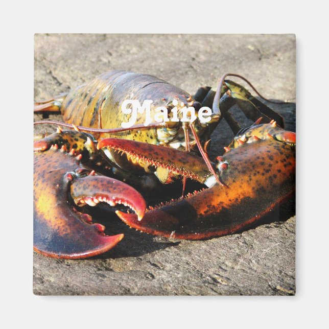 Maine Lobster Magnet (Front)