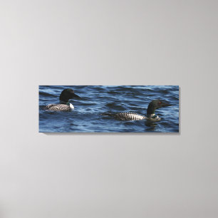 Maine Loons Canvas Print