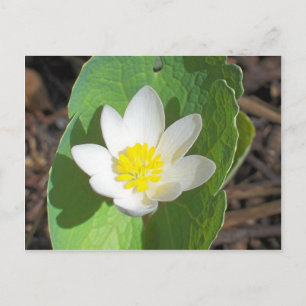 Maine Spring Postcard