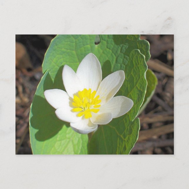 Maine Spring Postcard (Front)