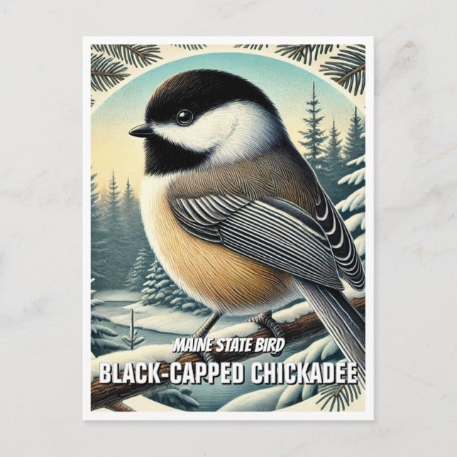 Maine State Bird Black-Capped Chickadee Postcard (Front)
