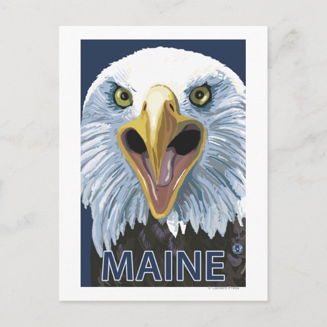 MaineEagle Up Close Postcard (Front)