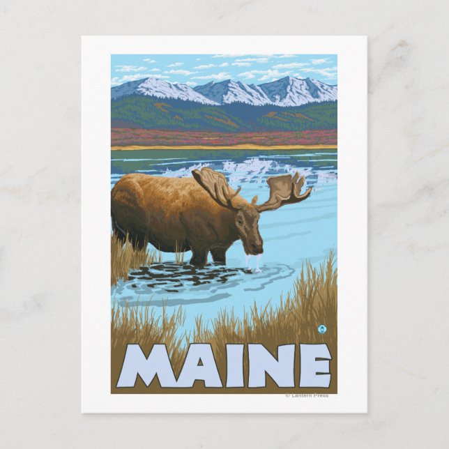 MaineMoose Drinking in Lake Postcard (Front)