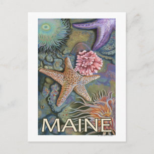 MaineTidepool Scene Postcard