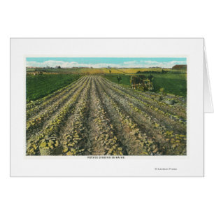 MaineView of a Potato Farm in Maine