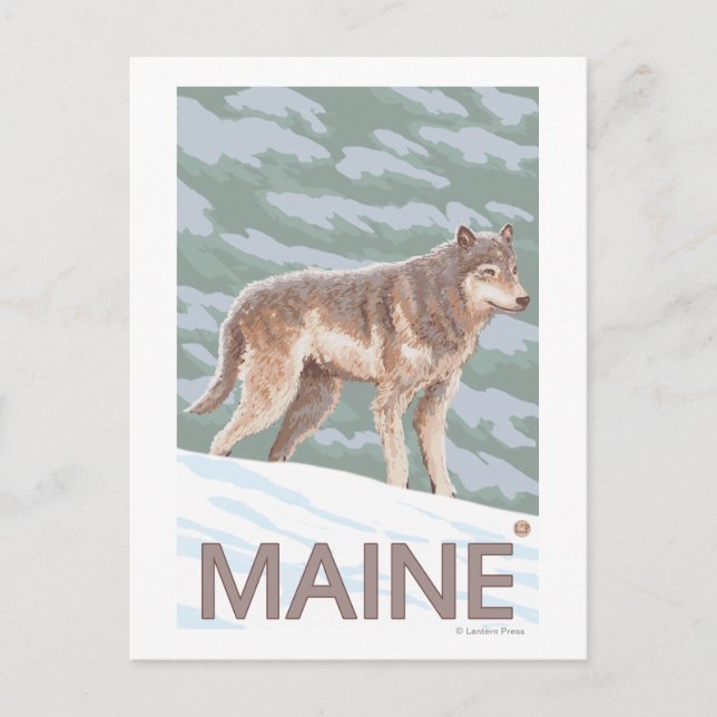 MaineWolf Scene Postcard (Front)