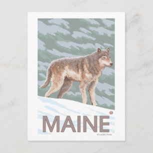 MaineWolf Scene Postcard
