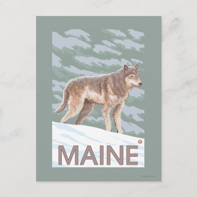MaineWolf Scene Postcard (Front)