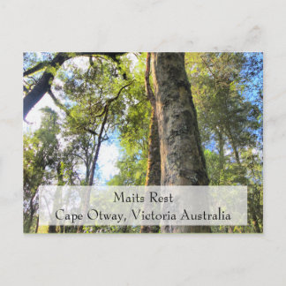 Maits Rest Rainforest Walk Cape Otway Victoria AU Postcard
