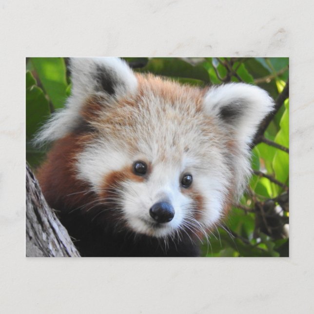 Maiya The Red Panda Postcard (Front)