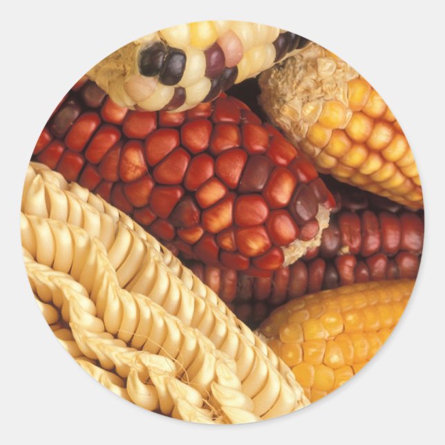Maize Classic Round Sticker (Front)