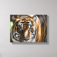 majest tiger face