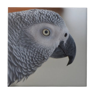 Majestic African Grey Parrot Tile