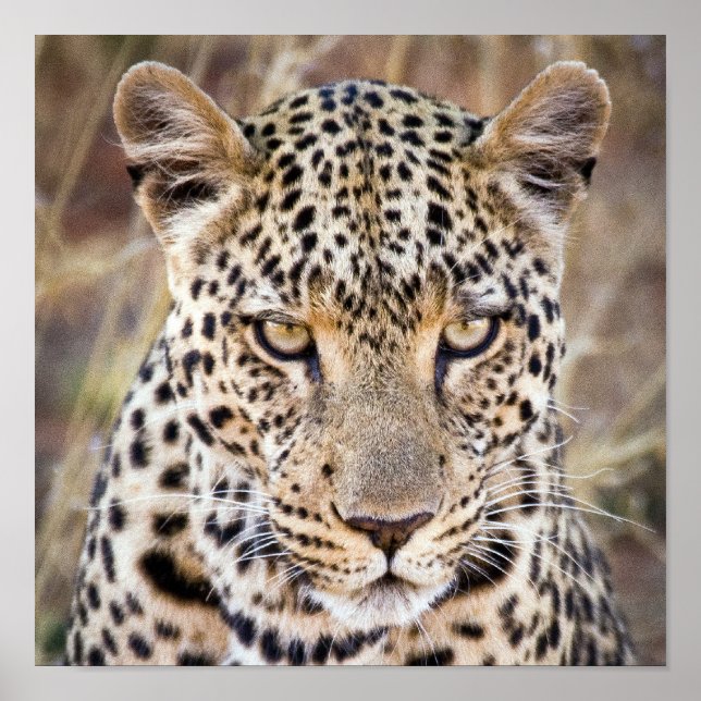 Majestic African Leopard Poster or Print (Front)
