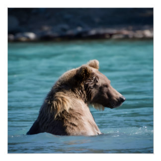 Majestic Alaskan Brown Bear Poster