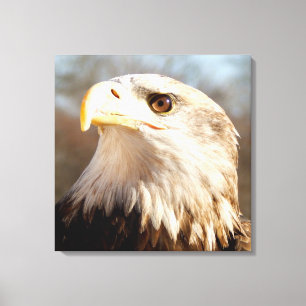 Majestic American Bald Eagle Closeup Canvas Print