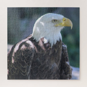 Majestic American Bald Eagle Colour Photograph Jigsaw Puzzle