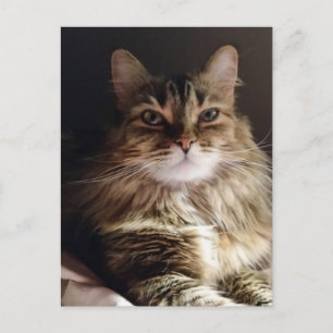 Majestic and beautiful cat postcard