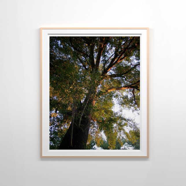 Majestic Ash Tree Sunlit Photography  Poster (Creator Uploaded)