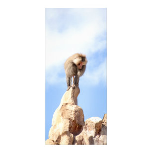 Majestic Baboon on Mountain Peak Rack Card