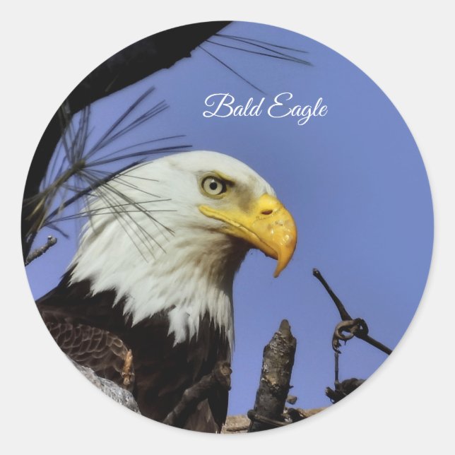 Majestic Bald Eagle  Classic Round Sticker (Front)