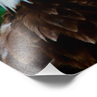 Majestic Bald Eagle Photo Print