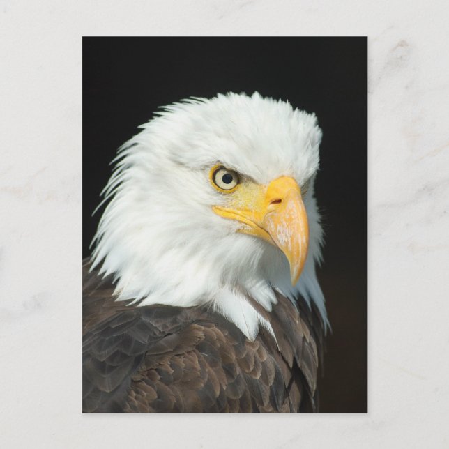 Majestic Bald Eagle Portrait Postcard (Front)
