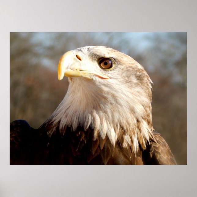 Majestic Bald Eagle Poster (Front)
