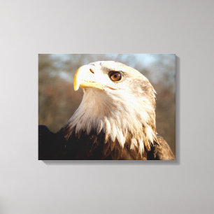 Majestic Bald Eagle Profile Canvas Print