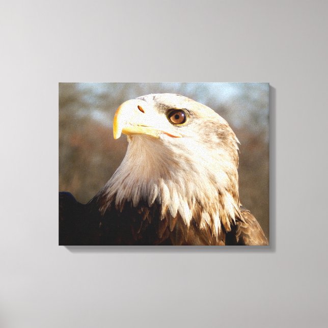 Majestic Bald Eagle Profile Canvas Print (Front)