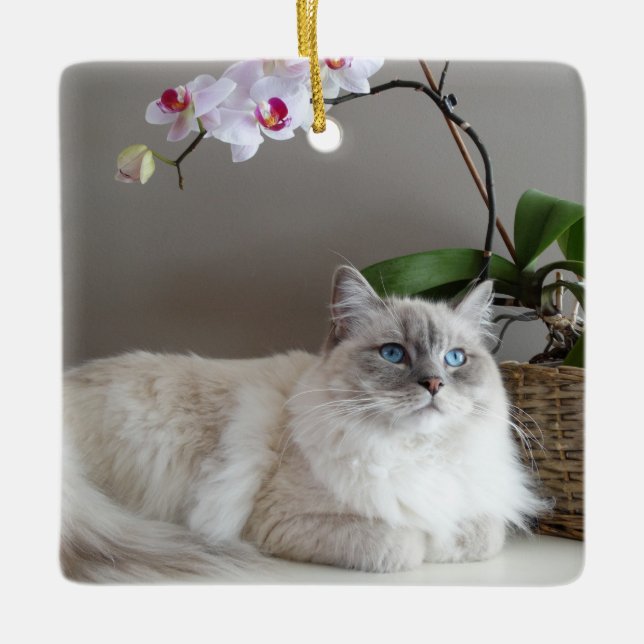 Majestic Balinese Cat Ceramic Ornament (Front)