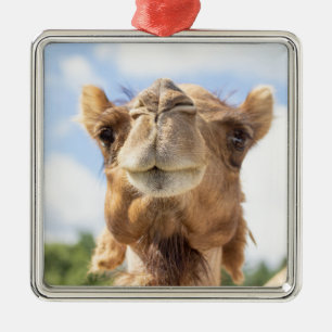 Majestic Camel Portrait Wildlife Photography Metal Tree Decoration