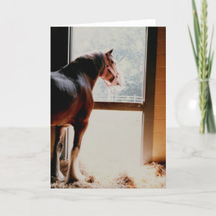 Majestic Clydesdale Card