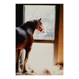 Majestic Clydesdale Photo Print
