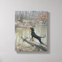 Majestic Coon Hound at the River Canvas