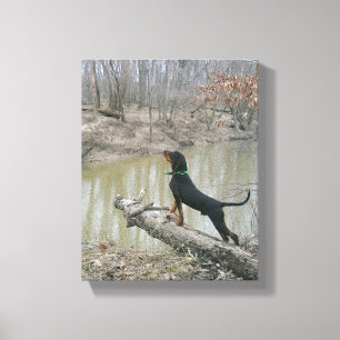 Majestic Coon Hound at the River Canvas Print