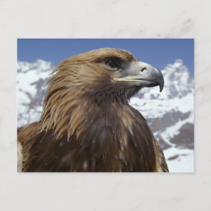 Majestic Eagle Postcard