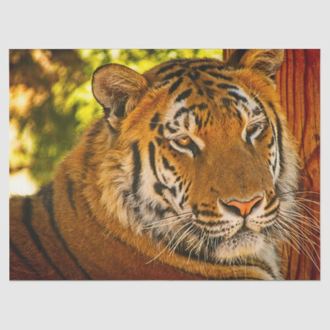 Majestic Face  Tissue Paper (Front)