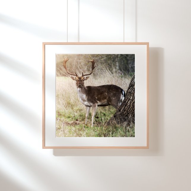 Majestic Fallow Buck Photo Print (Creator Uploaded)