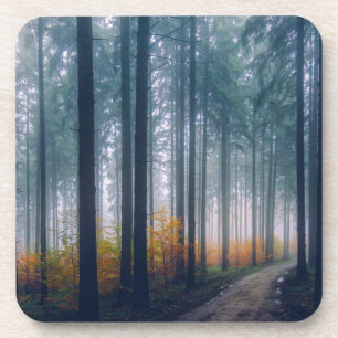 Majestic Forest Tree Lined Path Coaster