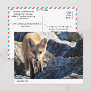 Majestic Fox Postcard