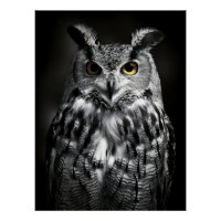 Majestic Great Horned Owl Black & White Fine Art