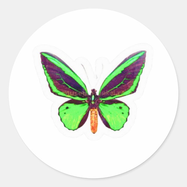 Majestic Green Lime Butterfly Sticker - Full Wing  (Front)