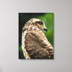 Majestic Hawk Bird of Prey Fine Art Photography Canvas Print