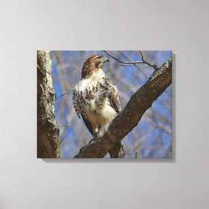 Majestic Hawk Canvas Print