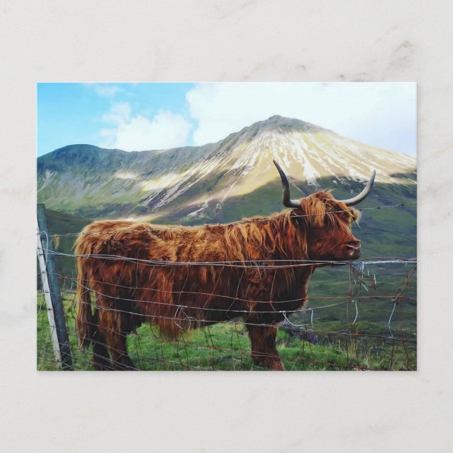 Majestic Highland Cow Post Card (Front)