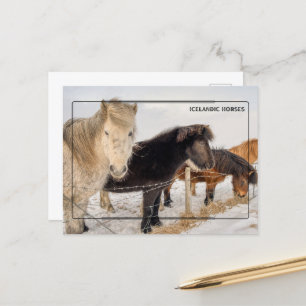 Majestic Icelandic Horses Postcard
